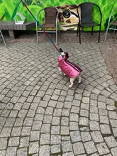 Coat Jacket Vest Bulldog-Clothing Puppy Dogs-Chihuahua French Waterproof Large Winter