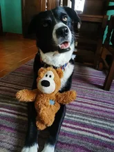 Collar de nailon para perro, personalizado con placa de etiqueta de identificación grabada para mascota, reflectante, perros pequeños, medianos y grandes