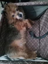 Bolsa de viaje para mascotas, accesorio para el asiento del coche, grosor doble, plegable, de malla, con alfombra impermeable, manta de seguridad, formato de bolsa transportable, para perros