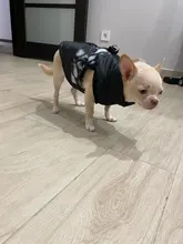 Coat Vest Jacket Puppy Outfit Pet-Dog Yorkie Warm Chihuahua Winter for Windproof Padded