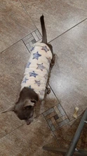 Puppy-Vest-Clothing Dog-Coat French Bulldog Pawstrip Fleece Chihuahua Winter Cotton Warm