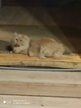 Multi-propósito peine para perro y gato aguja de cepillo para el cabello para mascota para Yokie cachorro perro pequeño removedor de pelo de belleza para mascotas aseo herramienta