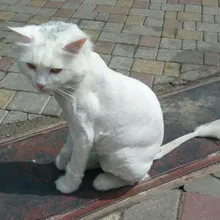 S***k