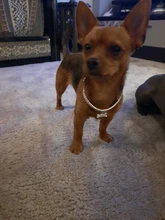 Collar ostentoso de perro de cristales para cachorro, Collar brillante con diamantes de imitación para mascotas, suministros de Perros pequeños S/M/L