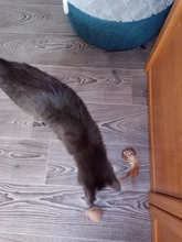 Cat-Toys Pet-Products Mice Catnip Animal Interactive