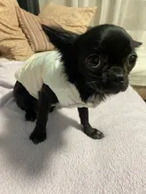 Dogs Vest Coat Pet-Clothing Puppy-Dog-Clothes Small Waterproof Winter Medium Warm Cute