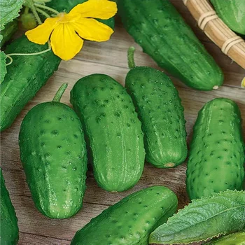 

Seeds cucumber crane 1gr