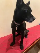 Metal-Tag Pet-Accessories Engraved Puppy Small Dogs Customized for Name-Collar Cat