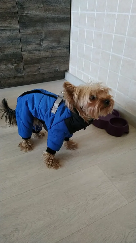 Dog Jacket Waterproof For Small Medium Dogs photo review
