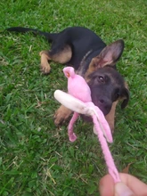 Calamar bonito y pequeño sonido de juguete de perro BB, mascota de peluche, cuerda de perrito, mordedores de juguete con sonido rosa para gato