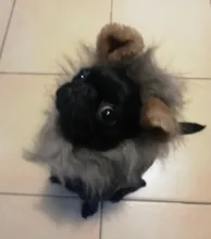 Disfraz de perro o gato Peluca de melena de León, gorro para gato, perro, ropa de Halloween y Navidad, vestido de lujo con orejas, ropa para mascotas