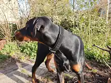 Bungee-Leash Collar German Shepherd Dogs Elastic Military Tactical Nylon for Large