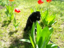 Collar que elimina pulgas y garrapatas para perros y gatos, repelente de mosquitos e insectos, Collar para gatos de pulga y garrapata de hasta 8 meses