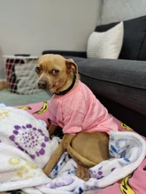 Ropa de Perro para perros pequeños de Jersey para Perro Ropa para perros de invierno Ropa de Chihuahua clásico mascota traje de Ropa Perro 20-22S1