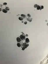 Impresión de huella de bebé, juegos de almohadillas de efecto tinta seguros, no tóxicos, estampados a mano para recién nacidos de 0 a 6 meses, huellas de pata de perro, recuerdo