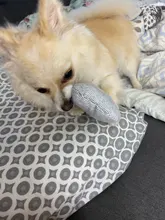 2019 nuevo mascotas perros divertidos forma Animal juguetes regalo conejo grande tocando la bocina para masticable para perros mordida Squeaker perro de juguete