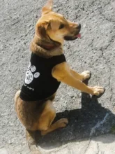 Pet-Dog-Clothes Shirt Puppy Dogs Warm Chihuahua Winter Summer 