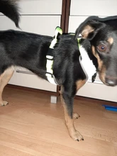 Pet-Harness Truelove Walk Padded Seat-Belt Handle Reflective-Dog Adjustable Small Soft