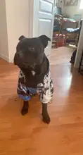 Chubasquero para perros pequeños y grandes, abrigo de viento, Sudadera con capucha de Bulldog Francés para perros, ropa, chaqueta, Chihuahua, cara de perro
