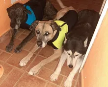 Ropa de perro grande invierno cálido mascota chaleco chaqueta impermeable perro abrigo ropa para perro grande Bulldog Golden Retriever ropa