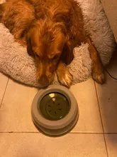 Bowls Dog-Bowl-Support-Accessories Floating Drinking-Water-Feeder No-Spill Portable Plastic