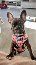 Dog-Harness Leash-Set Pets-Puppy No-Pull Dogs French-Bulldog Small Pug Breathable 