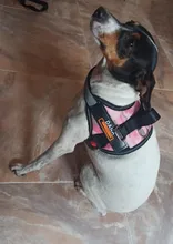 Arnés de perro sin tirar reflectante transpirable arnés de mascota ajustable para chaleco de perro ID parche personalizado para caminar al aire libre perro suministros