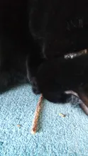 Cat Snacks Sticks Toothpaste-Stick Teeth-Molar Pet-Cat-Cleaning Natural Silvervine Fruit