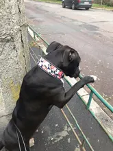 Dog-Collar Pitbull-Leash Dogs Reflective Puppy Big Small Adjustable with Buckle for Medium