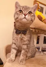 Bowtie Cat Collar Charm Safety Break Away Nylon Necktie Collar for Cats Bell Leather