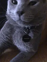 Etiquetas de identificación de mascotas grabadas, identificación de mascotas personalizada, nombre, número, dirección para perro, gato, cachorro, Collar, etiqueta colgante, accesorios para mascotas