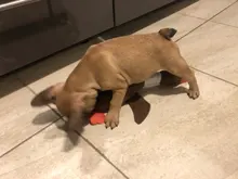 Dog-Toys Chew-Supplies Puppy Sound Dogs Wild Plush Cleaning Teeth Cartoon for Goose Resistance-To-Bite-Squeaky