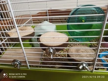 Round Wooden Squirrel Parrot Bird Perch Stand Platform Pet Bird Hanging Toy