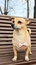 Perro pequeño conjunto de arnés y correa chaleco para gatos mascota Arnés con Bowknot acolchado de malla Pet pistas para pequeño cachorro perros Chihuahua Yorkie