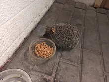 Hierba gatera Natural palo gato de limpieza de dientes Molar dientes con Silvervine Actinidia de palillos de gato para aperitivo Gato de limpieza