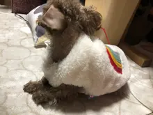 Costume Puppy-Clothes Love-Rainbow-Vest PETCIRCLE Pet-Cat Dog Winter New Fit And Four-Color