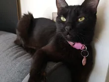 Collar de cristal para gatos, accesorios para mascotas, Collar de cuero con diamantes de imitación de liberación rápida con campana, Collar para gatitos