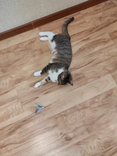 10pcs/lot Mini Colorful Cat Toys Plush False Mouse Toys for Cats Kitten Animal Funny