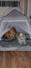 Pet-Bed Hammock Tent Nest Pet-Accessories Cozy-Products Cat-House Calming Dogs Small