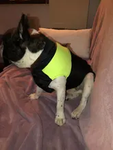 Vest Jacket Pets-Clothing Pug-Coat Puppy Dogs French Bulldog Waterproof Small Winter