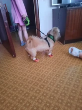 3m y 5m Durable Correa automática retráctil de Nylon gato plomo extensión cachorro caminar correr a la ruleta para perros