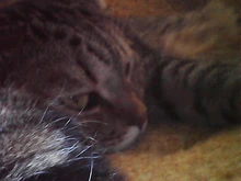 Cámara endoscópica Flexible de 7mm 5,5, endoscopio impermeable IP67, 6 LED, cámara de inspección para Android, Micro USB tipo OTG C