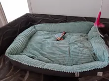 Bed Pet-Bed Labradors-House HOOPET Small Large Soft Warm Winter for Medium Big