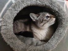 Cama para perros, gatos, cama blanda cama perrera casa cueva cama de saco para dormir Pad tienda mascotas invierno cálido y acogedor camas 2 tamaño L XL 2 colores