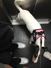 Arnés de perro sin tirar reflectante transpirable arnés de mascota ajustable para chaleco de perro ID parche personalizado para caminar al aire libre perro suministros