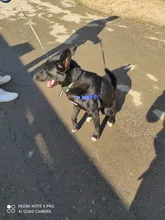 Arnés de nailon sin tirones para perro, arneses de perro mascota ajustables, chaleco para perros medianos y grandes, Pitbull Bulldog, Pastor Alemán, S-XL, negro