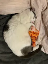 Squeaky Pet Cat Toys for Cats Catnip Plush Cat Toy Plush Kitty Katten speelgoed gatos