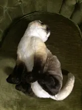 Simulation-Pillow Doll Pet-Toys Stuffed Animal Baby Gift Siamese Cat Plush Home-Decor