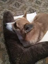 Big Dog Couch Sofa-Beds Kennel Cushion German Shepherd Large Puppy Pet-Cat-Dog Small