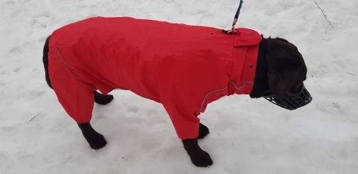 DogMEGA Reflective and Waterproof Raincoat for Dog photo review